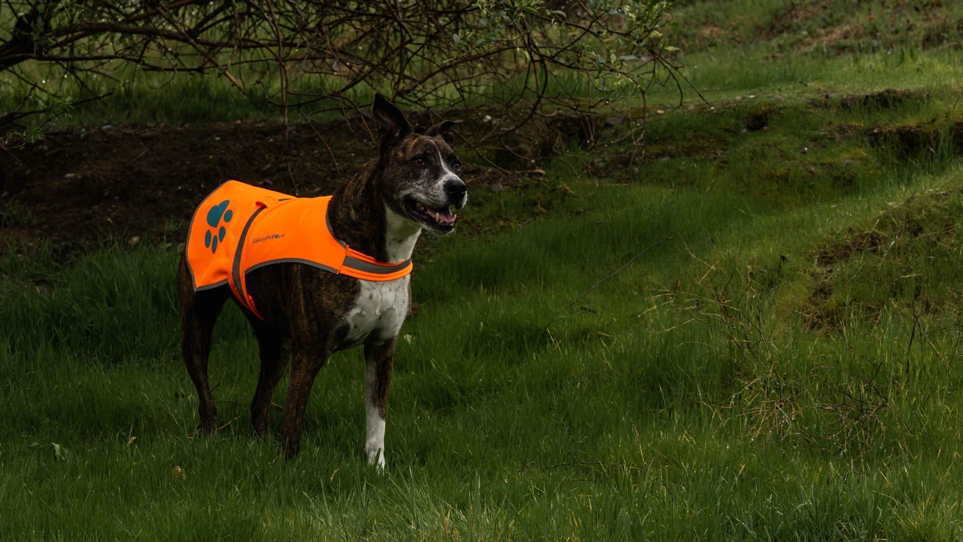 Soft Shell Waterproof Dog Vest Neck Size 20 Inch M Size Visibility Reflective